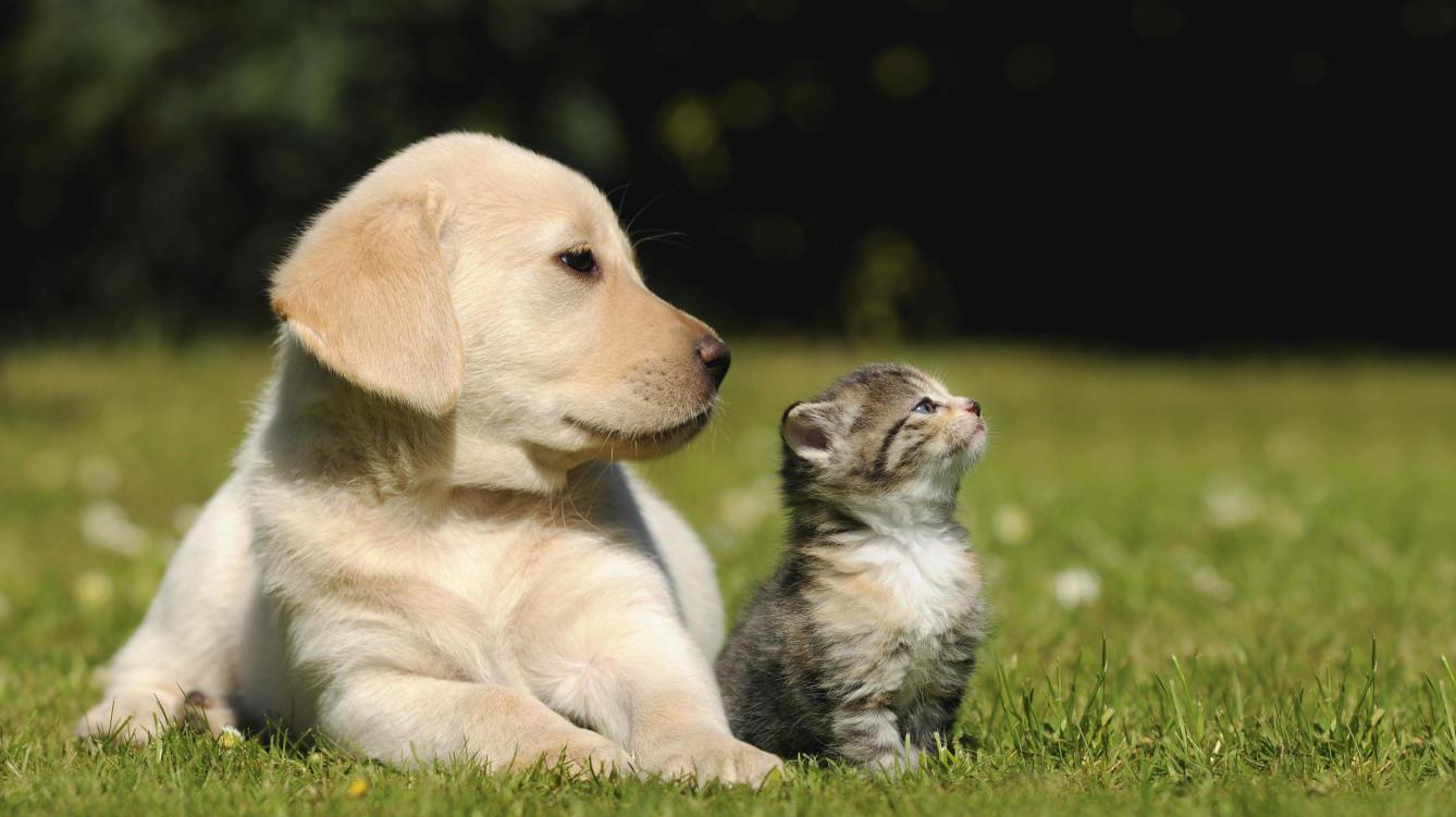 Nuevo titulo de producto