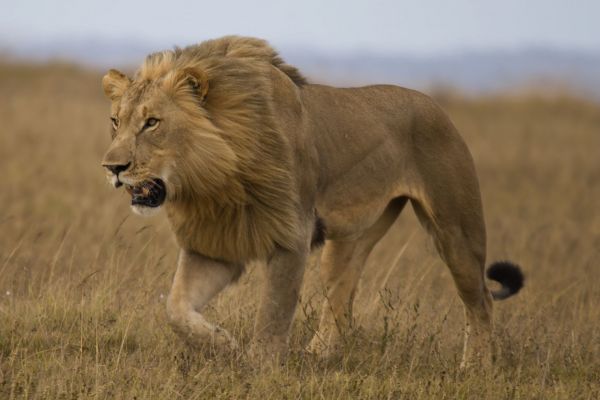 AutoSyncV2Variacion2