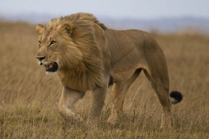 AutoSyncV2Variacion2