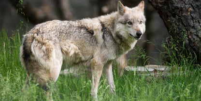 prod shop import plano