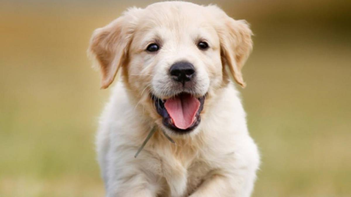 <iframe width="560" height="315" src="https://www.youtube.com/embed/prueba2" frameborder="0" allowfullscreen></iframe>