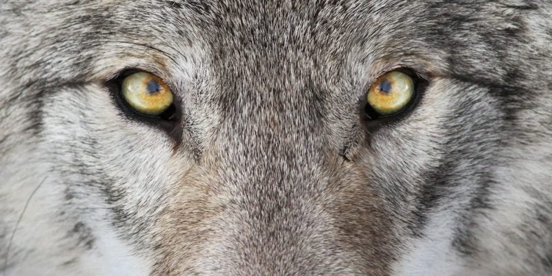 prod shop import plano